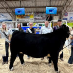 Reserve Champion Bred, Born and Raised Steer