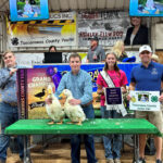 Grand Champion Ducks