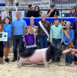Grand Champion Hog