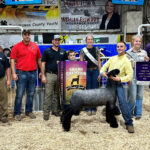 Grand Champion Lamb