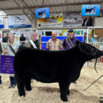 Grand Champion Steer