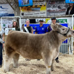 Reserve Champion Steer