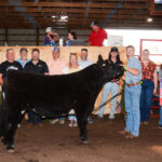 Steer market reserve