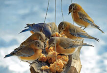 A bluebird contemplates: Should I stay or should I go? bluebirds at feeder
