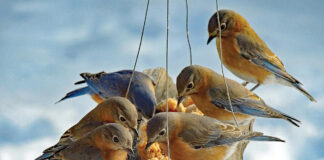 bluebirds at feeder
