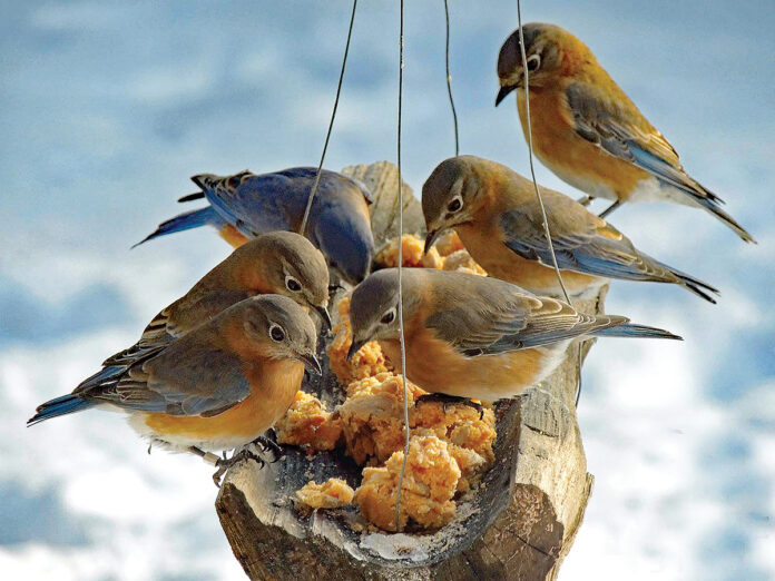 bluebirds at feeder