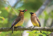 Wayne County photographer takes winning wildlife stamp photo cedar waxwings