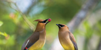 Wayne County photographer takes winning wildlife stamp photo cedar waxwings