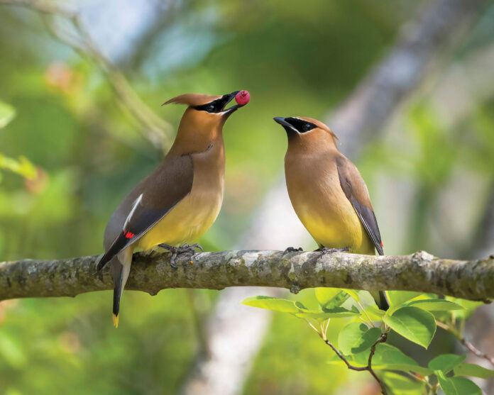 cedar waxwings cedar waxwings