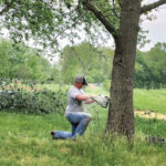 chainsawing a tree