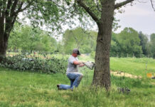 The fastest way to dull a chainsaw chainsawing a tree
