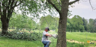 The fastest way to dull a chainsaw chainsawing a tree