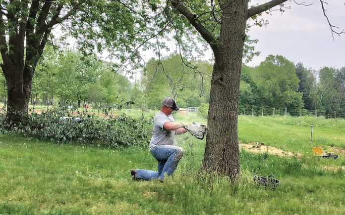 chainsawing a tree chainsawing a tree