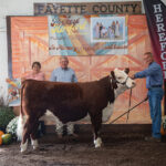 Ohio Hereford Futurity held in honor of Steve Beanblossom champion hereford heifer