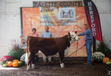 Ohio Hereford Futurity held in honor of Steve Beanblossom champion hereford heifer