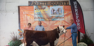champion hereford heifer