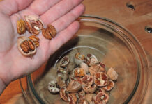 Mother Nature’s best-kept secret: Hickory nuts cracked nuts