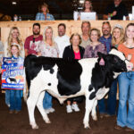 dairy beef feeder grand