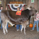 dairy beef market steer reserve