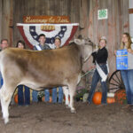 dairy beef steer grand