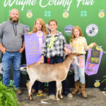 Reserve Champion Dairy Market Goat