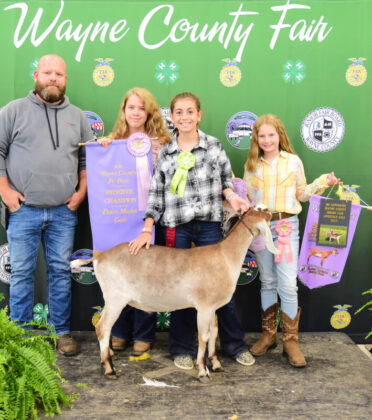 Reserve Champion Dairy Market Goat