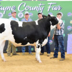 Reserve Champion Dairy Steer
