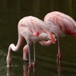 Flamingos flown north for the winter flamingos
