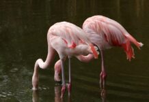 Flamingos flown north for the winter flamingos