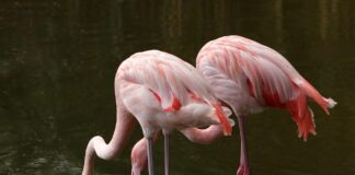 Flamingos flown north for the winter flamingos