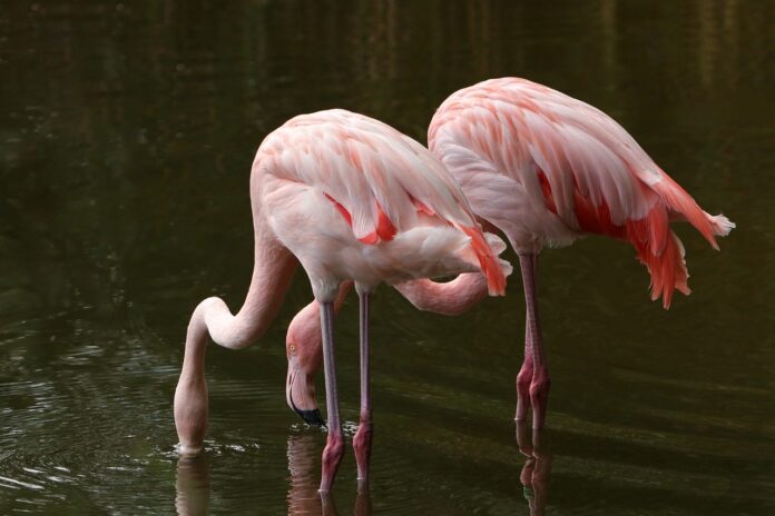flamingos flamingos
