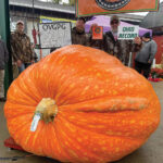 giant pumpkin 2023