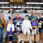 Grand Dairy Market Goat