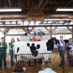 Grand Dairy Steer