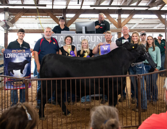Grand Lottery Steer Grand Lottery Steer