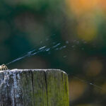 spider releasing gossamer