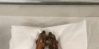 Can you help us identify Item No. 1258? item 1258