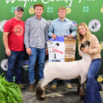 Grand Champion Lamb