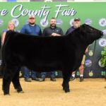 Reserve Champion Market Beef