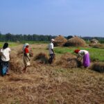 A true force of nature rice harvest in India