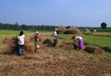 A true force of nature rice harvest in India
