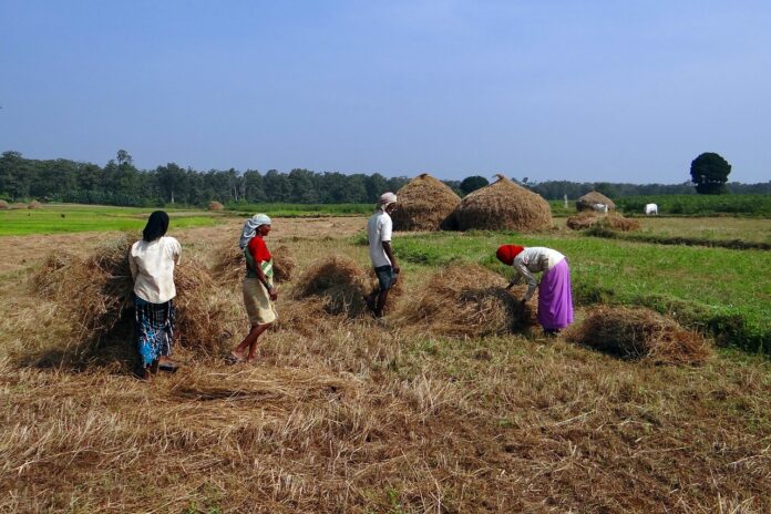 rice harvest in India