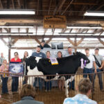 Reserve Dairy Steer