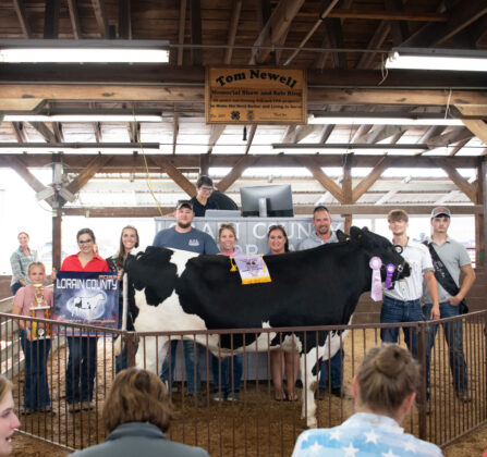 Reserve Dairy Steer