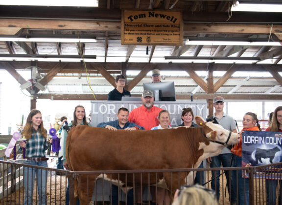 Reserve Lottery Steer