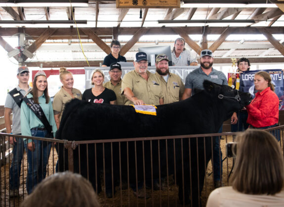 Reserve Modern Steer