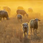 Finding purpose protecting the flock sheep dog