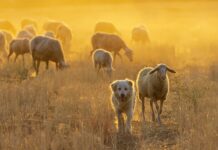 Grants available for climate smart sheep producers sheep dog