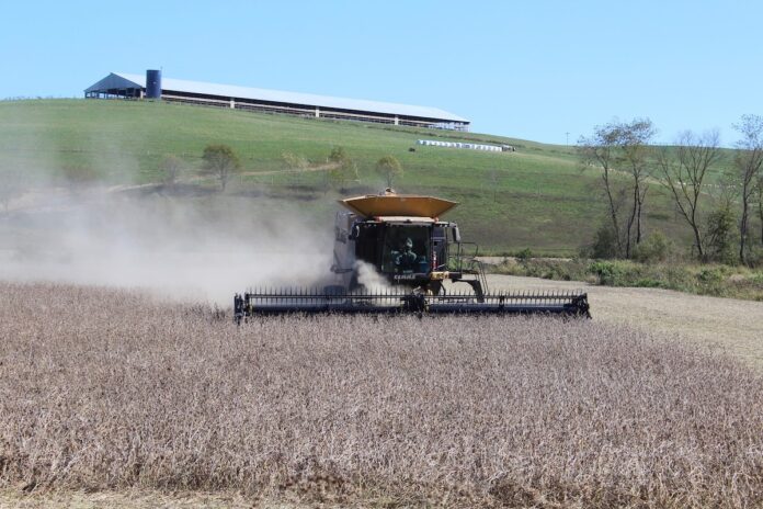 soybean harvest soybean harvest