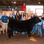 steer grand champ